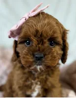 Winnie , a female Cavapoo for sale in Louisville, KY – 6 of 9