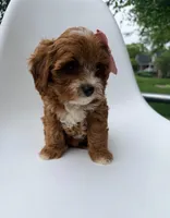 Marley, a female Cavapoo for sale in Louisville, KY – 6 of 8