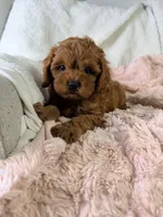 Frannie, a female Cavapoo for sale in Louisville, KY – 3 of 8