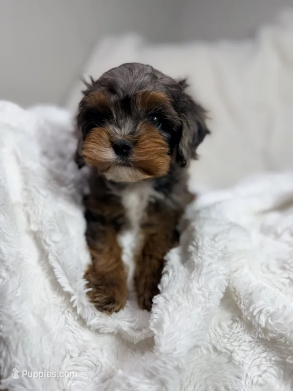 Peanut 🥜  – Cavapoo puppy for sale in Louisville, KY
