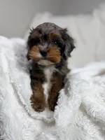 Peanut 🥜 , a female Cavapoo for sale in Louisville, KY – 1 of 10