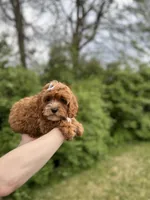 whitley, a female Cavapoo for sale in Louisville, KY – Photo 3 of 8