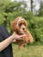 whitley, a female Cavapoo for sale in Louisville, KY – Photo 5 of 8