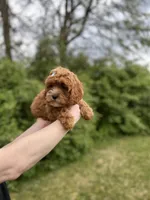 whitley, a female Cavapoo for sale in Louisville, KY – Photo 2 of 8