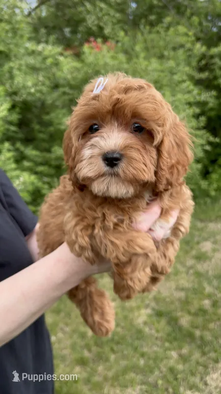 whitley – Cavapoo puppy for sale in Louisville, KY