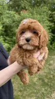 whitley, a female Cavapoo for sale in Louisville, KY – Photo 1 of 8