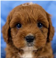 Ollie , a male Cavapoo for sale in Louisville, KY – 9 of 10