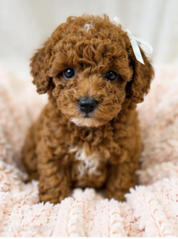 Honey-deep red 2.6 lbs  – Poodle - Toy  puppy for sale in Louisville, KY