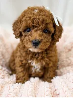 Honey-deep red 2.6 lbs , a female Poodle - Toy  for sale in Louisville, KY – 1 of 7