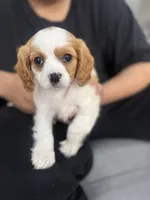 Lucia, a female Cavapoo and Cavalier King Charles Spaniel for sale in Louisville, KY – Photo 6 of 6