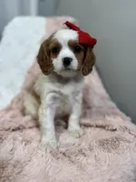 Lucia, a female Cavapoo and Cavalier King Charles Spaniel for sale in Louisville, KY – Photo 4 of 6