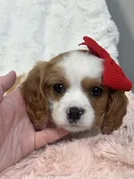 Lucia, a female Cavapoo and Cavalier King Charles Spaniel for sale in Louisville, KY – Photo 2 of 6