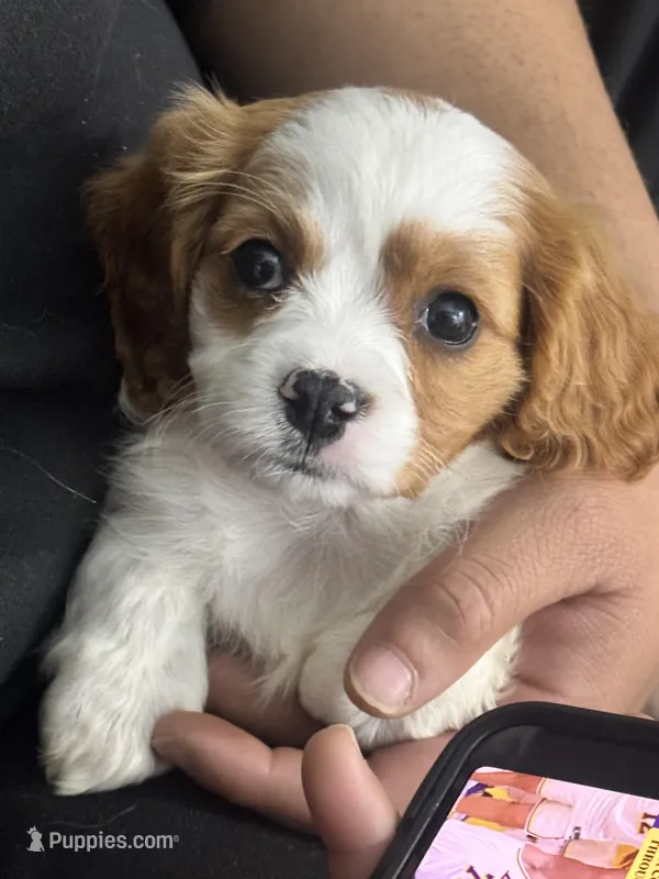 Lucia – Cavapoo, Cavalier King Charles Spaniel puppy for sale in Louisville, KY