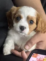 Lucia, a female Cavapoo and Cavalier King Charles Spaniel for sale in Louisville, KY – Photo 1 of 6