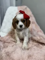 Lucia, a female Cavapoo and Cavalier King Charles Spaniel for sale in Louisville, KY – Photo 5 of 6