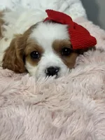 Lucia, a female Cavapoo and Cavalier King Charles Spaniel for sale in Louisville, KY – Photo 3 of 6