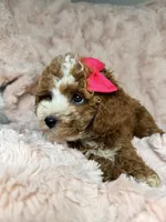 Remi, a female Cavapoo for sale in Louisville, KY – 9 of 10