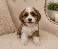 Clifford , a male Cavapoo for sale in Louisville, KY – 7 of 8