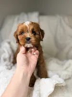 Cosmo, a male Cavapoo for sale in Louisville, KY – 2 of 8