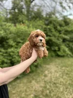 Lucy, a female Cavapoo for sale in Louisville, KY – Photo 3 of 6