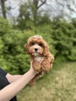 Lucy, a female Cavapoo for sale in Louisville, KY – Photo 5 of 6