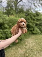 Lucy, a female Cavapoo for sale in Louisville, KY – Photo 4 of 6