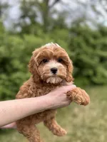 Lucy, a female Cavapoo for sale in Louisville, KY – Photo 6 of 6