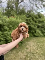 Lucy, a female Cavapoo for sale in Louisville, KY – Photo 2 of 6