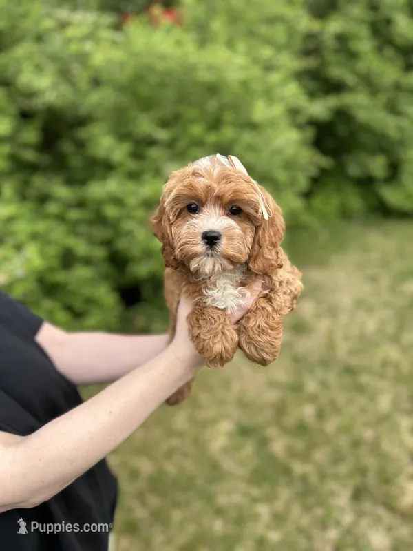 Lucy – Cavapoo puppy for sale in Louisville, KY