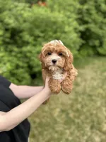 Lucy, a female Cavapoo for sale in Louisville, KY – Photo 1 of 6