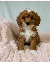Rosie, a female Cavapoo for sale in Louisville, KY – 3 of 5