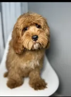Grant, a male Cavapoo for sale in Louisville, KY – 5 of 6