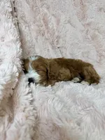Nova , a female Cavapoo for sale in Louisville, KY – 8 of 8