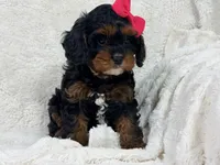 Hershey 🍫🎀, a female Cavapoo for sale in Louisville, KY – 10 of 10