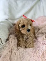 Vannah, a female Cavapoo for sale in Louisville, KY – 6 of 10