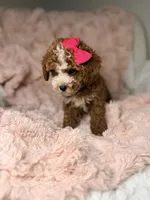 Remi, a female Cavapoo for sale in Louisville, KY – 3 of 10