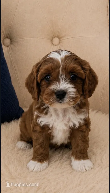 Oliver – Cavapoo puppy for sale in Louisville, KY