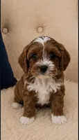 Oliver, a male Cavapoo for sale in Louisville, KY – 1 of 6