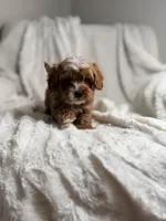 Pluto, a male Cavapoo for sale in Louisville, KY – 9 of 9