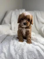 Pluto, a male Cavapoo for sale in Louisville, KY – 4 of 9