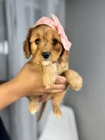 processed/03e9f551-54de-48cd-9003-f5a7c2f49a21/listing/f4175b52-a35e-49d4-8760-ecd090413f23/b10ba635-e452-4991-8a8f-29d2452c9593