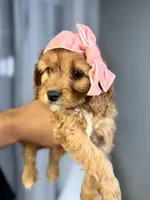 processed/03e9f551-54de-48cd-9003-f5a7c2f49a21/listing/f4175b52-a35e-49d4-8760-ecd090413f23/c6c148ea-73e1-4d8c-a7f6-94dc4269ccab