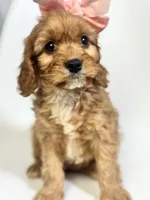 processed/03e9f551-54de-48cd-9003-f5a7c2f49a21/listing/f4175b52-a35e-49d4-8760-ecd090413f23/c9350c5e-f8aa-4102-9044-bf56fbd5f8f3