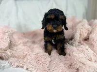Tootsie 🎀, a female Cavapoo for sale in Louisville, KY – 8 of 10