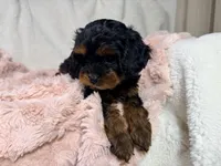 Tootsie 🎀, a female Cavapoo for sale in Louisville, KY – 4 of 10