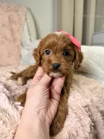 Sun, a female Cavapoo for sale in Louisville, KY – 7 of 8