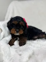 Hershey 🍫🎀, a female Cavapoo for sale in Louisville, KY – 5 of 10