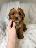 Cosmo, a male Cavapoo for sale in Louisville, KY – 5 of 8