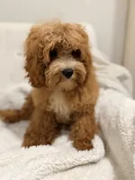 Shane , a male Cavapoo for sale in Louisville, KY – 5 of 10