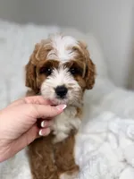 Milo , a male Cavapoo for sale in Louisville, KY – 2 of 10